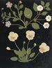 Album de flores en papel recortado pl. 11 - Ellen W. — vista de la obra