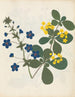 Paper-cut flower album painting pl. 12 - Ellen W. — artwork view