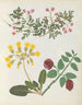 Paper-cut flower album painting pl. 13 - Ellen W. — artwork view