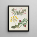 Paper-cut flower album painting pl. 13 - Ellen W. — framed artwork on a wall