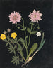 Paper Cut Flowers Album Painting pl. 14 - Ellen W. — artwork view