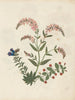 Álbum de flores en papel recortado pl. 16 - Ellen W. — vista de la obra