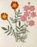 Paper-cut flower album painting pl. 17 - Ellen W. — artwork view