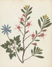 álbum de flores en papel recortado Pl20 - Ellen W. — vista de la obra
