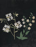Álbum de flores en papel recortado Pl21 - Ellen W. | W — vista de la obra