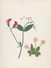 Paper cut-out flower album painting Pl23 - Ellen W. — artwork view