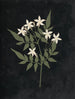 Paper cut-out flower album painting Pl25 - Ellen W. — artwork view