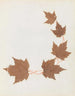 Paper-cut flower album painting Pl26 - Ellen W. — artwork view