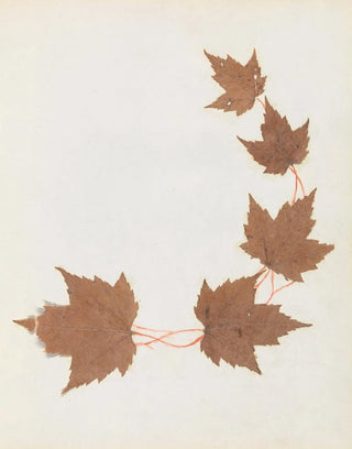 Ellen W - Album of cutpaper flowers Pl26.webp