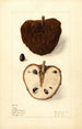 Annona squamosa No - Elsie E. Lower — artwork view