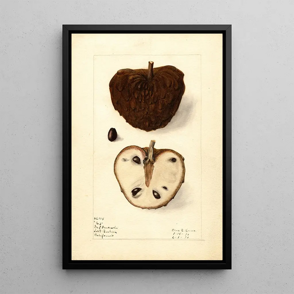 Elsie E Lower - Annona squamosa No.webp