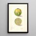 Citrus aurantiifolia Lima persa - Elsie E. Lower — cuadro enmarcado en la pared