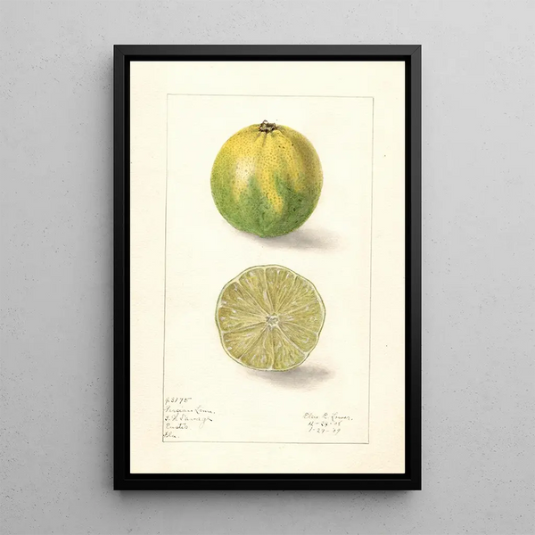 Elsie E Lower - Citrus aurantiifolia Persian Lime.webp