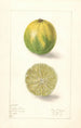Citrus aurantiifolia Lima persa - Elsie E. Lower — vista de la obra