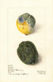 Citrus limon Lisboa - Elsie E. Lower — vista de la obra