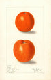 Citrus sinensis Canton - Elsie E. Lower — vista de la obra