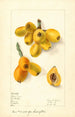 Eriobotrya japonica Oliver - Elsie E. Lower — vista de la obra