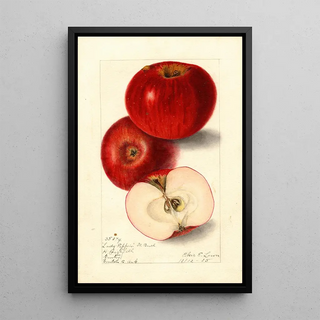 Elsie E Lower - Malus domestica Lady Pippin Beach.webp