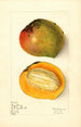 Mangifera indica Rajabury - Elsie E. Lower — artwork view