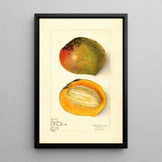 Elsie E Lower - Mangifera indica Rajabury.webp