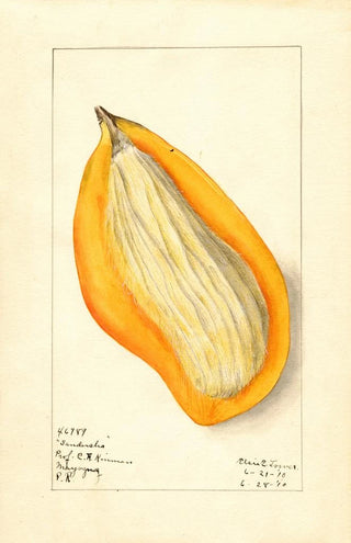 Elsie E Lower - Mangifera indica Sandersha.webp