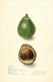 Persea árbol de aguacate semilla - Elsie E. Lower — vista de la obra