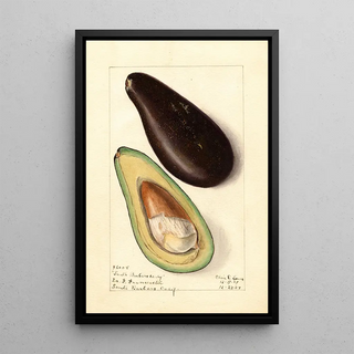 Elsie E Lower - Persea Santa Barbara Early.webp