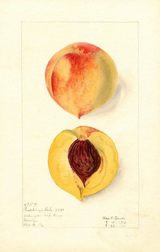 Elsie E Lower - Prunus persica Ruddings Late.webp