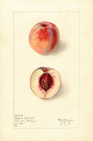 Elsie E Lower - Prunus persica Shipleys Late.webp