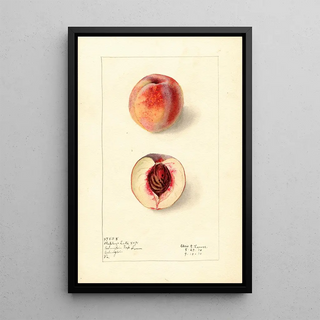 Elsie E Lower - Prunus persica Shipleys Late.webp