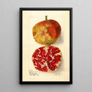 Elsie E Lower - Punica granatum Sweet Green Skinned.webp