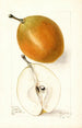 Pyrus communis Magnolia - Elsie E. Lower — vista de la obra
