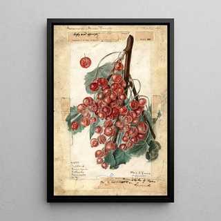 Elsie E Lower - Ribes Diploma.webp