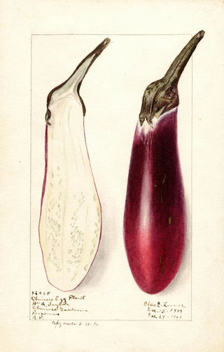 Elsie E Lower - Solanum melongena Chinese Eggplant.webp