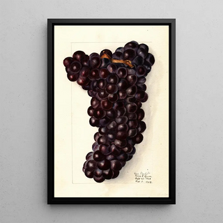 Elsie E Lower - Vitis Gros.webp