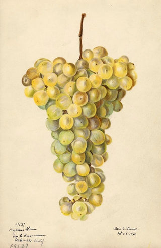 Elsie E Lower - Vitis Hybron Blanc.webp