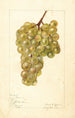 Vitis No - Elsie E. Lower — vista de la obra
