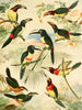 Araçarys - Emil August Göldi — artwork view