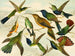 Oiseaux de paradis - Emil August Göldi | Cuadro — vista de la obra