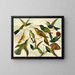 Oiseaux de paradis - Emil August Göldi | Cuadro — cuadro enmarcado en la pared