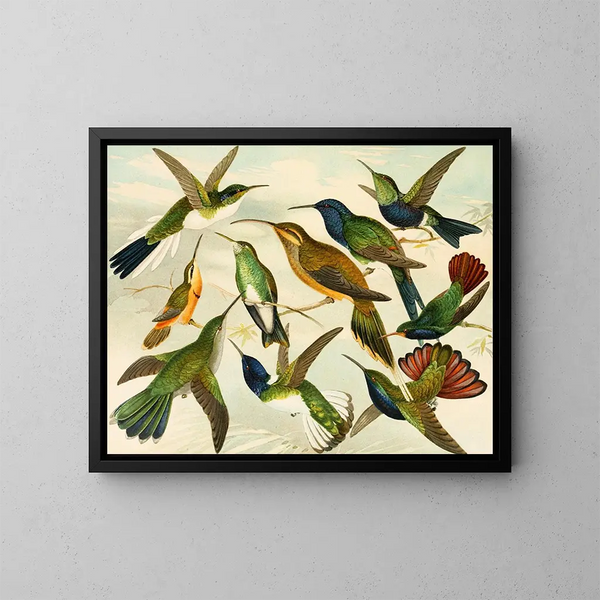 Oiseaux de paradis - Emil August Göldi | Cuadro — cuadro enmarcado en la pared