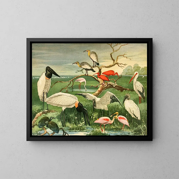 Cigognes à bec de cuillère - Emil August Göldi — cuadro enmarcado en la pared
