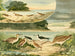 Bécassines y Bécassins - Emil August Göldi — vista de la obra