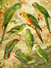 Perruches - Emil August Göldi — artwork view