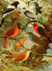 Titinga Pipira Cricri loo de barro Gallo da serra Pavo do mato - Emil August Göldi — vista de la obra
