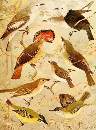 Emil August Gldi - Viuvinha Lecre Ferreirinho.webp