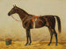 Caballo negro en el establo II - Emil Volkers — vista de la obra