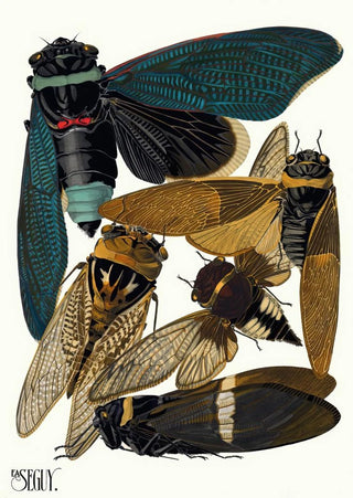 EmileAllain Sguy - Insectes Pl01.webp