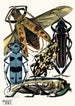Insectos Pl14 - Émile-Allain Séguy — vista de la obra
