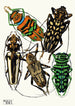 Insectos Pl15 - Émile-Allain Séguy — vista de la obra